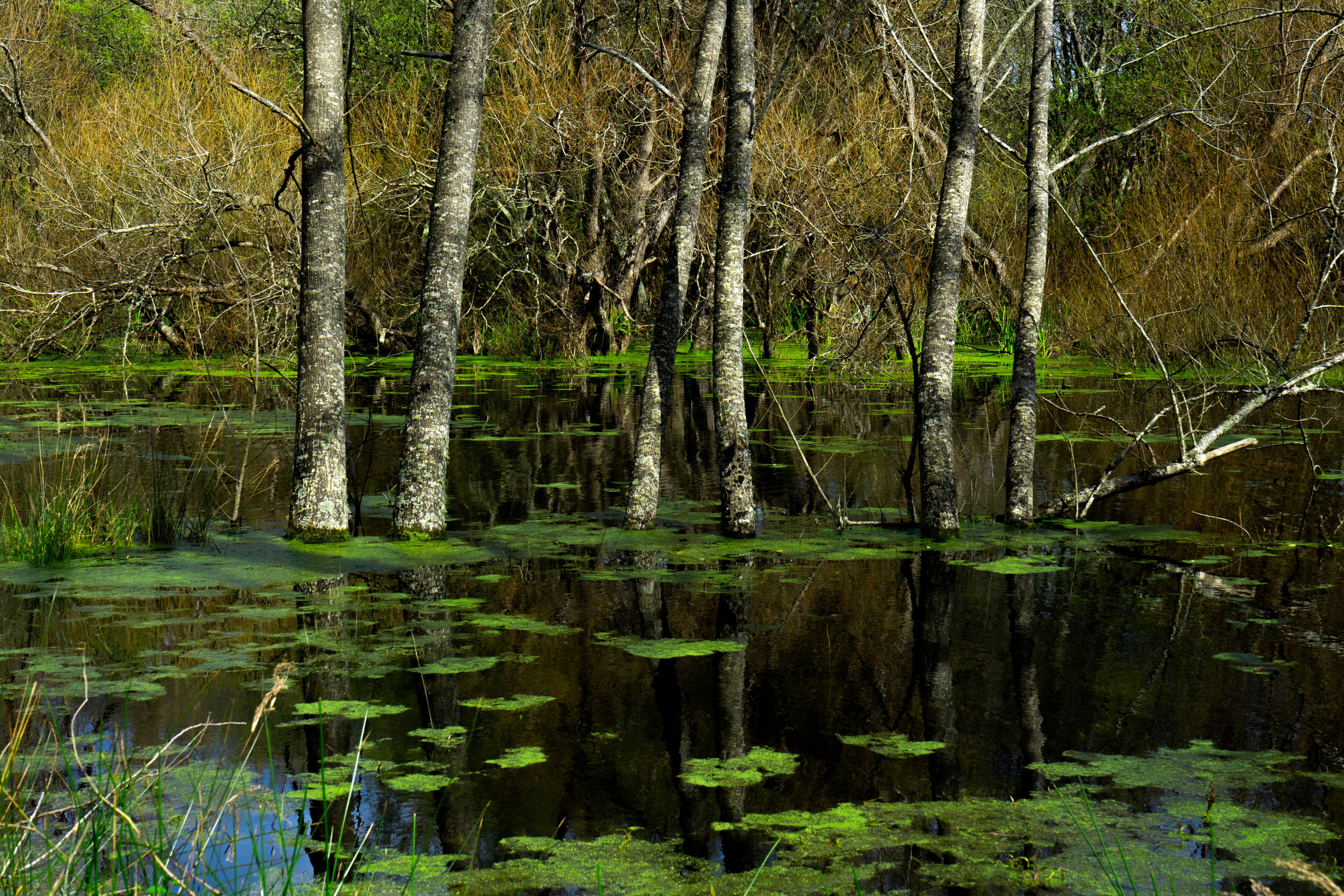 Sistema dunar de Carragueiros